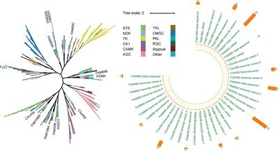Regulation of secretory pathway kinase or kinase-like proteins in human cancers